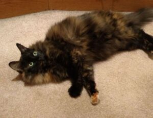 benefits of immorpos35.3 software