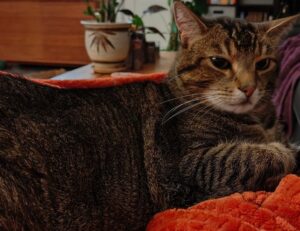 codes error rcsdassk