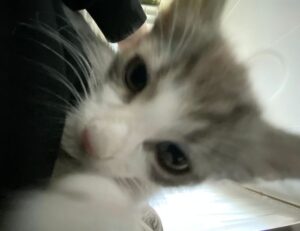 fashion style lwspeakstyle