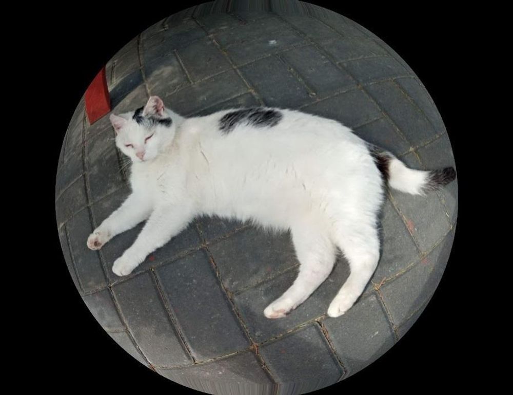 information about foxtpax software