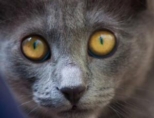 software error rcsdassk