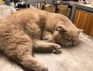 sofware doxfore5 dying