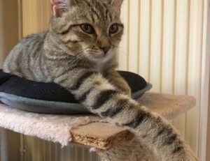 teckaya construction equipment address