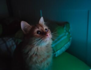 upgrade oxzep7 python