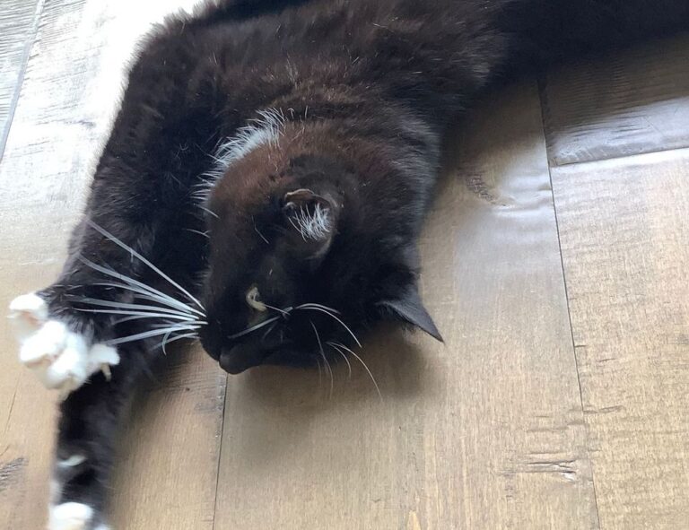 ways to use uhoebeans software