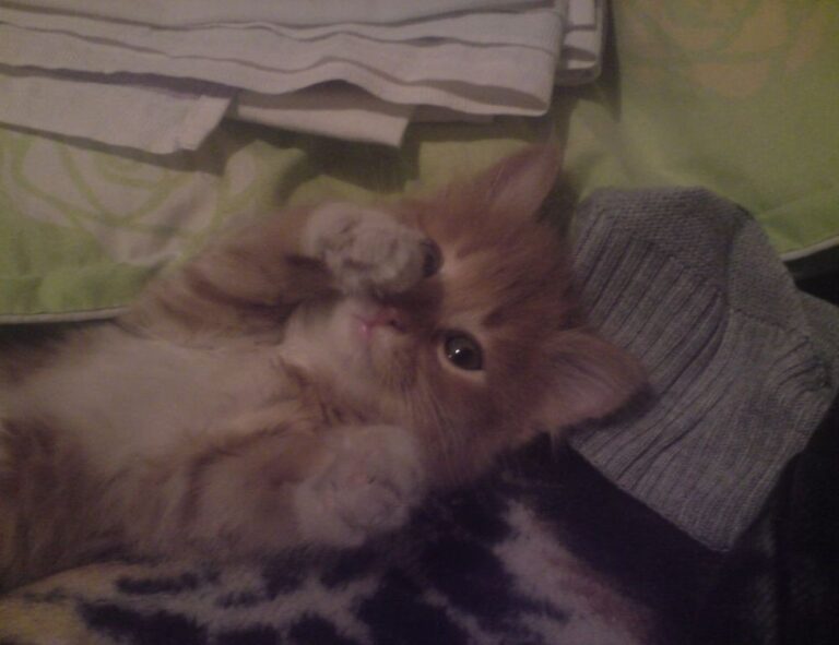 what fashion styles are in right now lwspeakstyle