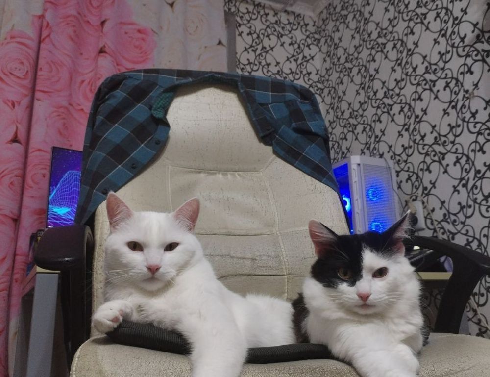 what is interesting about beevitius islands