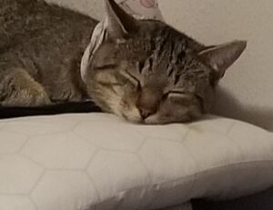 what is interesting about beevitius islands