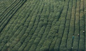 zopalno number flight