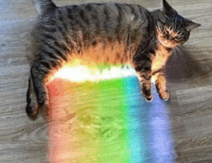 which fashion style am i lwspeakfashion